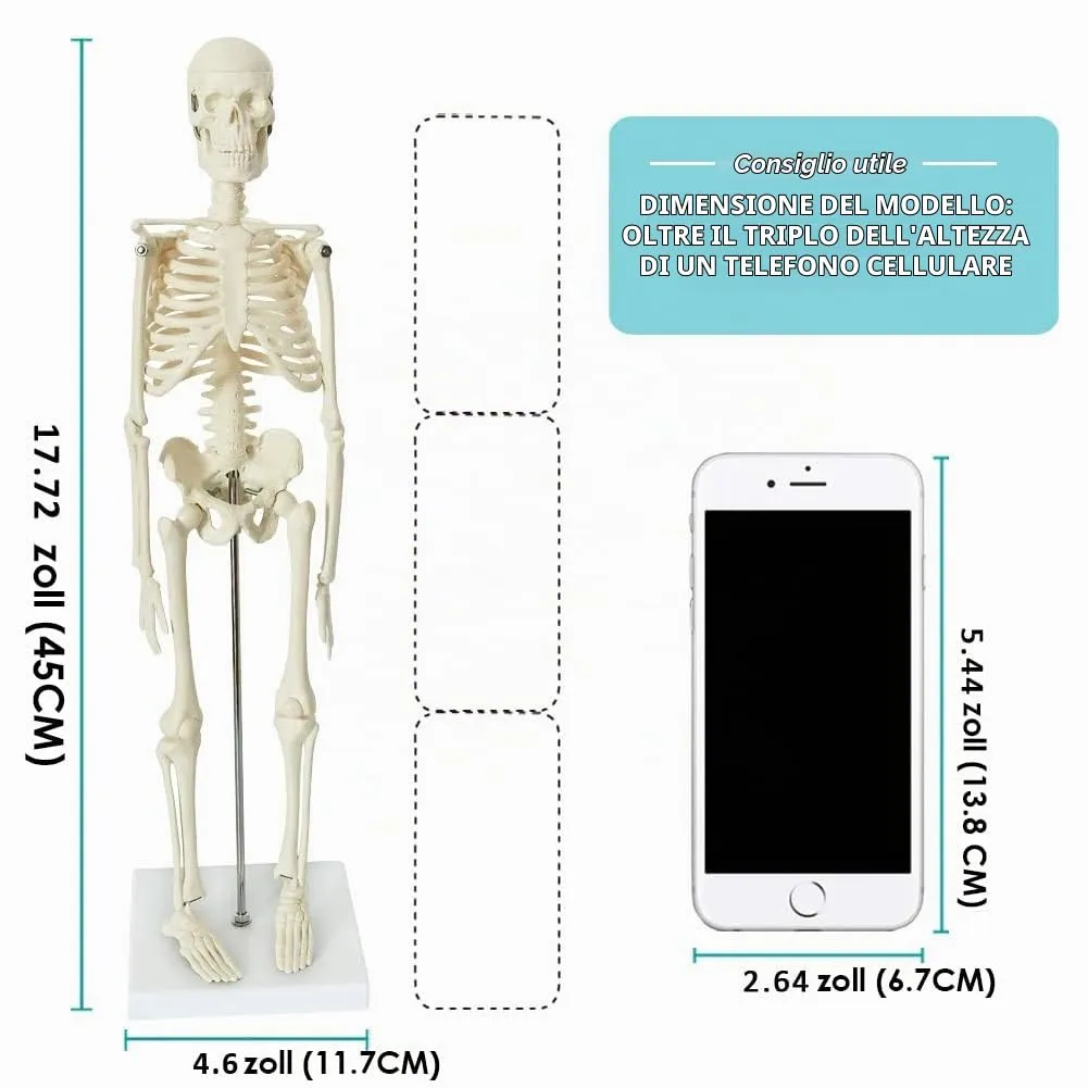 EVOTECH SCIENTIFIC Modello di Scheletro Umano Completo, 45cm (17.7") - immagine 2