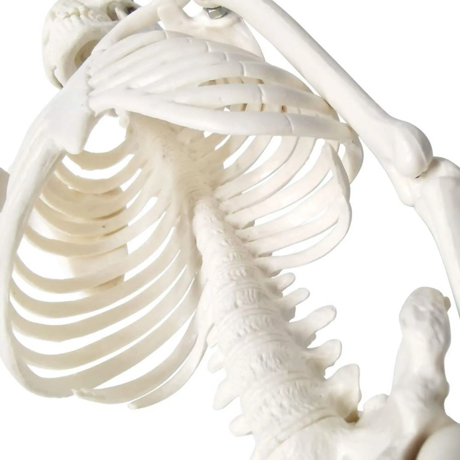 EVOTECH SCIENTIFIC Modello di Scheletro Umano Completo, 45cm (17.7") - immagine 5