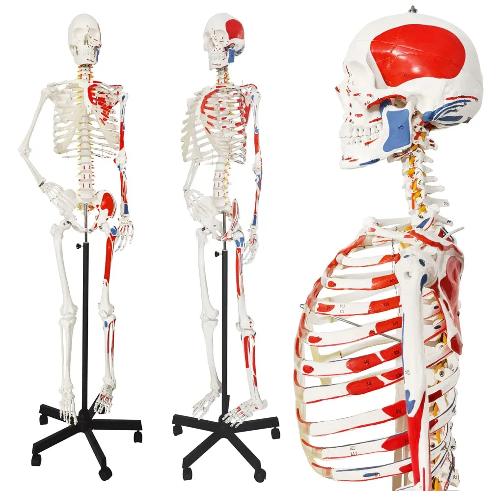 EVOTECH SCIENTIFIC Modello di Scheletro Umano, 170cm, Scala 1:1 - immagine 1