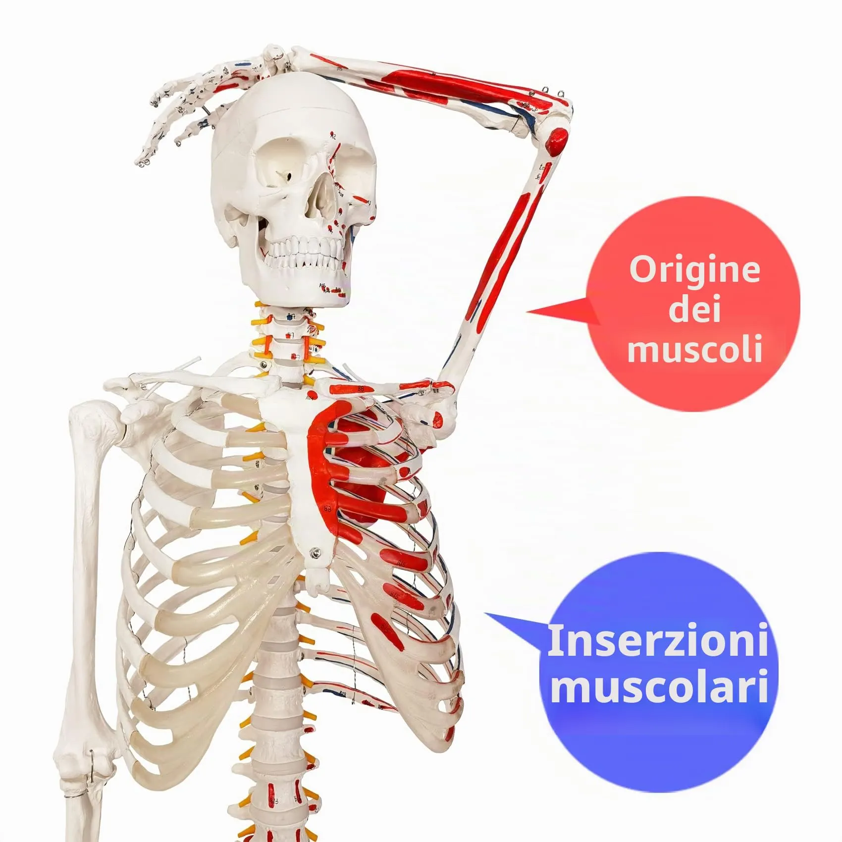 EVOTECH SCIENTIFIC Modello di Scheletro Umano, 170cm, Scala 1:1 - immagine 2