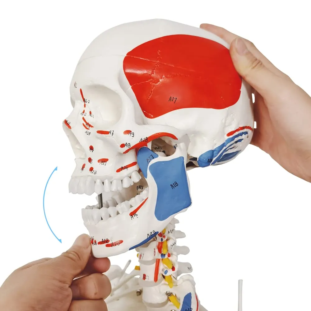 EVOTECH SCIENTIFIC Modello di Scheletro Umano, 170cm, Scala 1:1 - immagine 3