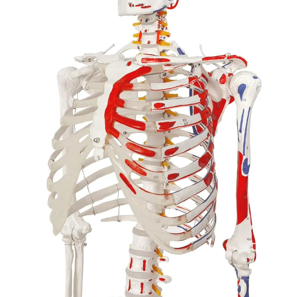 EVOTECH SCIENTIFIC Modello di Scheletro Umano, 170cm, Scala 1:1 - immagine 4