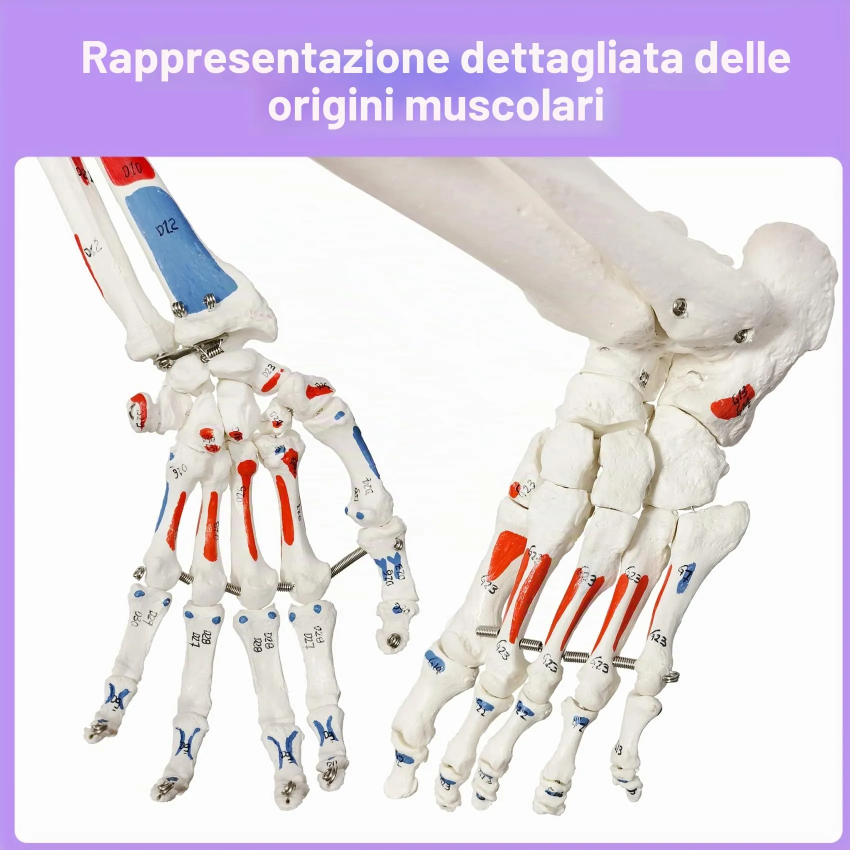 EVOTECH SCIENTIFIC Modello di Scheletro Umano, 170cm, Scala 1:1 - immagine 5