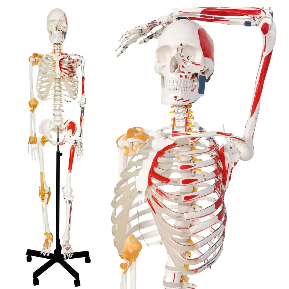 Evotech Scientific Modello di Scheletro Umano, 170cm, Scala 1:1 - immagine 1