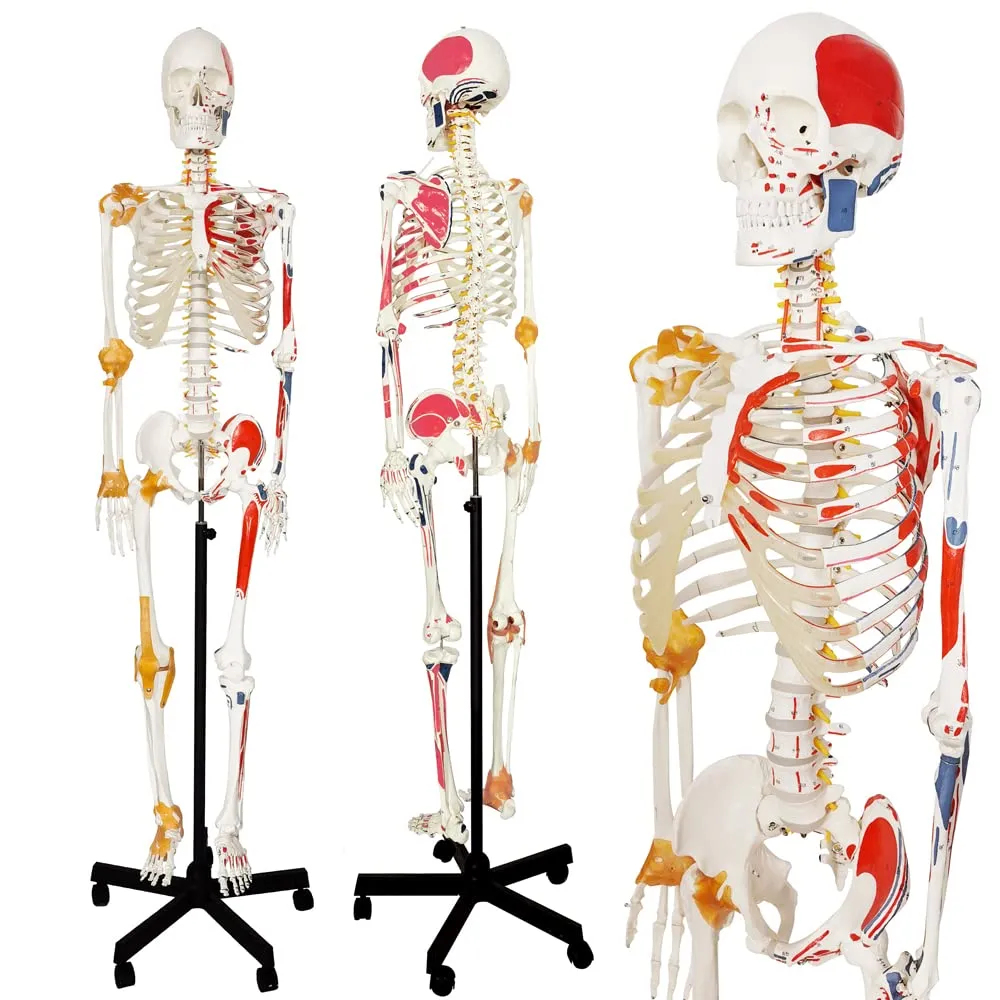 Evotech Scientific Modello di Scheletro Umano, 170cm, Scala 1:1 - immagine 3