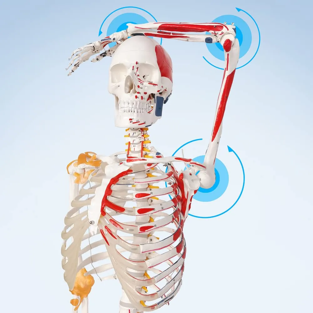 Evotech Scientific Modello di Scheletro Umano, 170cm, Scala 1:1 - immagine 4