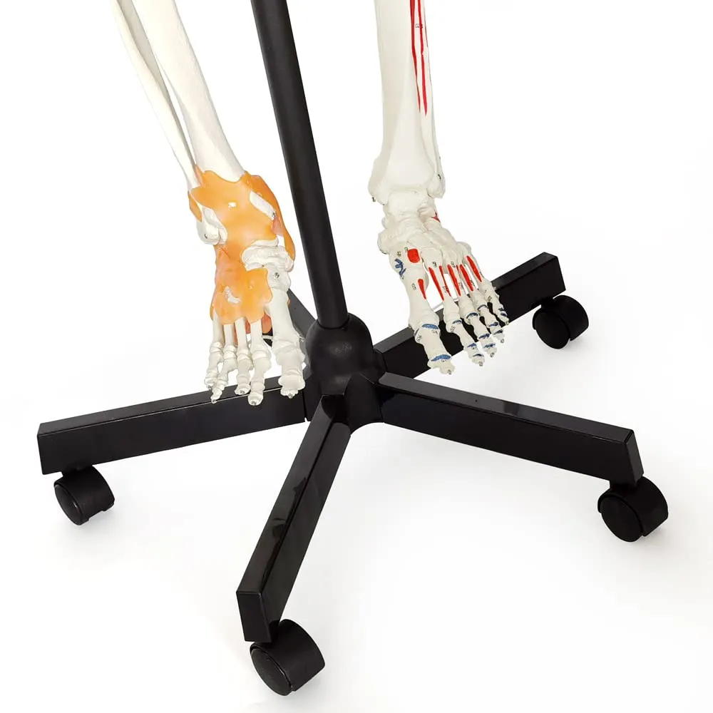 Evotech Scientific Modello di Scheletro Umano, 170cm, Scala 1:1 - immagine 7