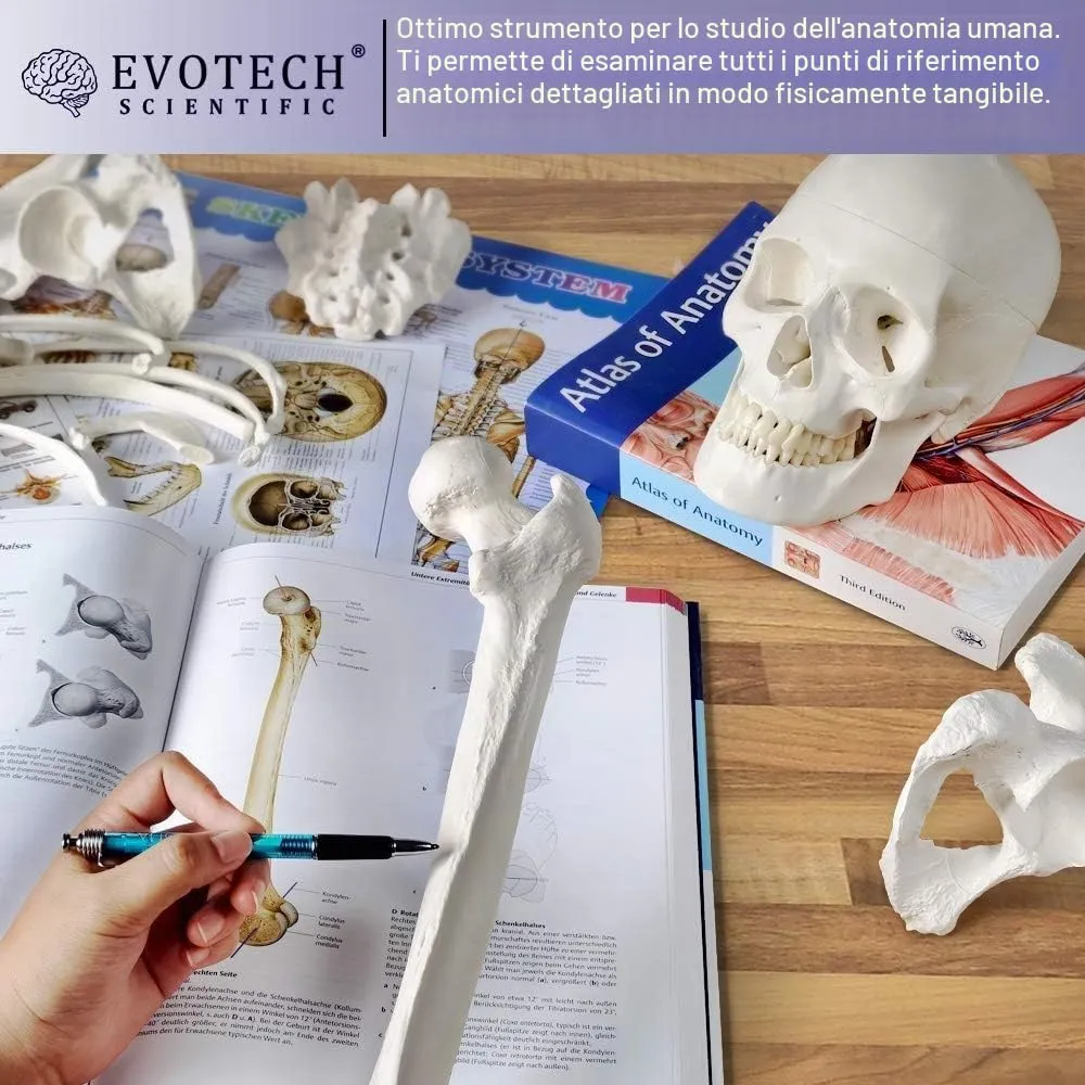 EVOTECH SCIENTIFIC Modello Di Scheletro Umano, 170cm, Scala 1:1 - immagine 2