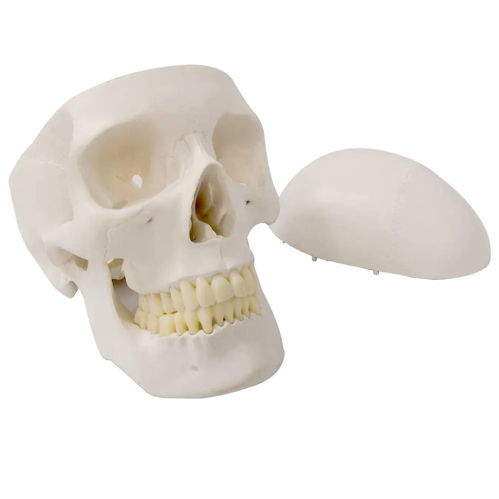 EVOTECH SCIENTIFIC Modello Di Scheletro Umano, 170cm, Scala 1:1 - immagine 3