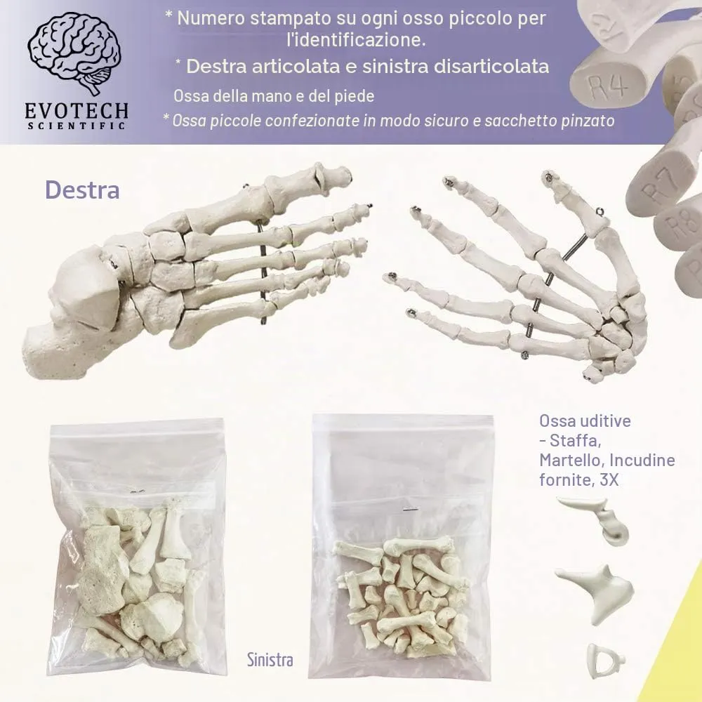 EVOTECH SCIENTIFIC Modello Di Scheletro Umano, 170cm, Scala 1:1 - immagine 4
