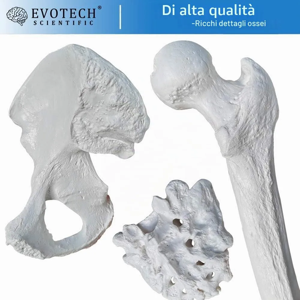 EVOTECH SCIENTIFIC Modello Di Scheletro Umano, 170cm, Scala 1:1 - immagine 6