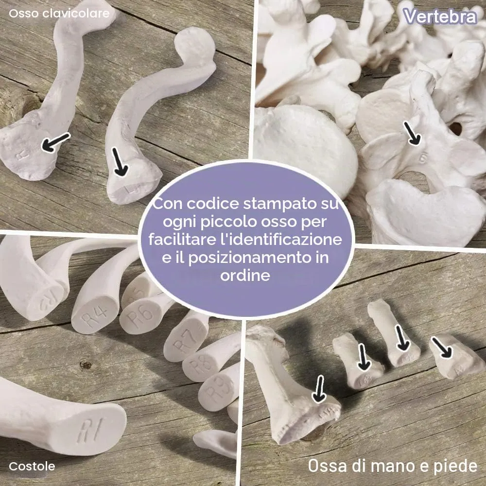 EVOTECH SCIENTIFIC Modello Di Scheletro Umano, 170cm, Scala 1:1 - immagine 9