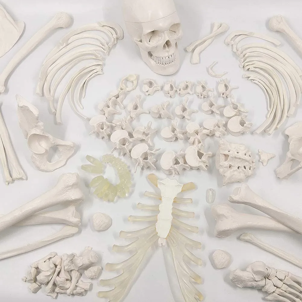 EVOTECH SCIENTIFIC Modello di Scheletro Umano 170cm con Modello di Cranio Colorato - immagine 2