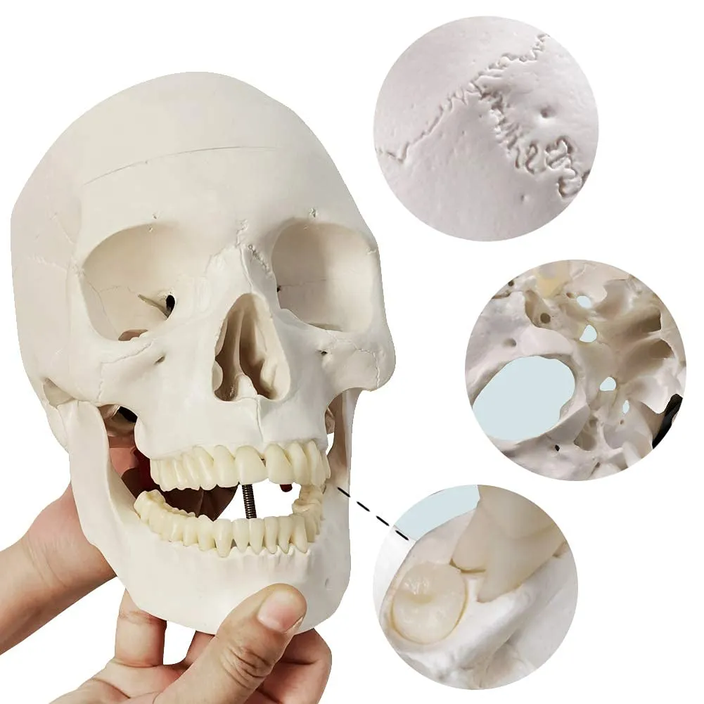 EVOTECH SCIENTIFIC Modello di Scheletro Umano 170cm con Modello di Cranio Colorato - immagine 3