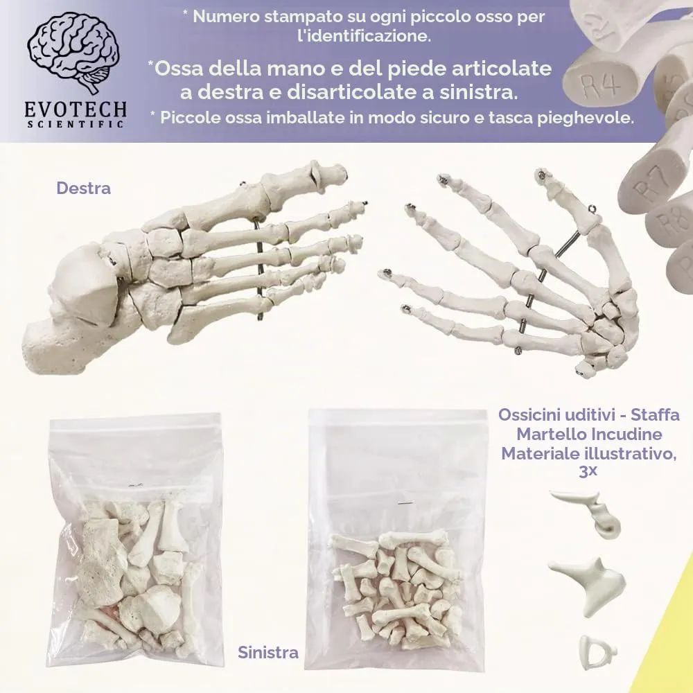 EVOTECH SCIENTIFIC Modello di Scheletro Umano 170cm con Modello di Cranio Colorato - immagine 4