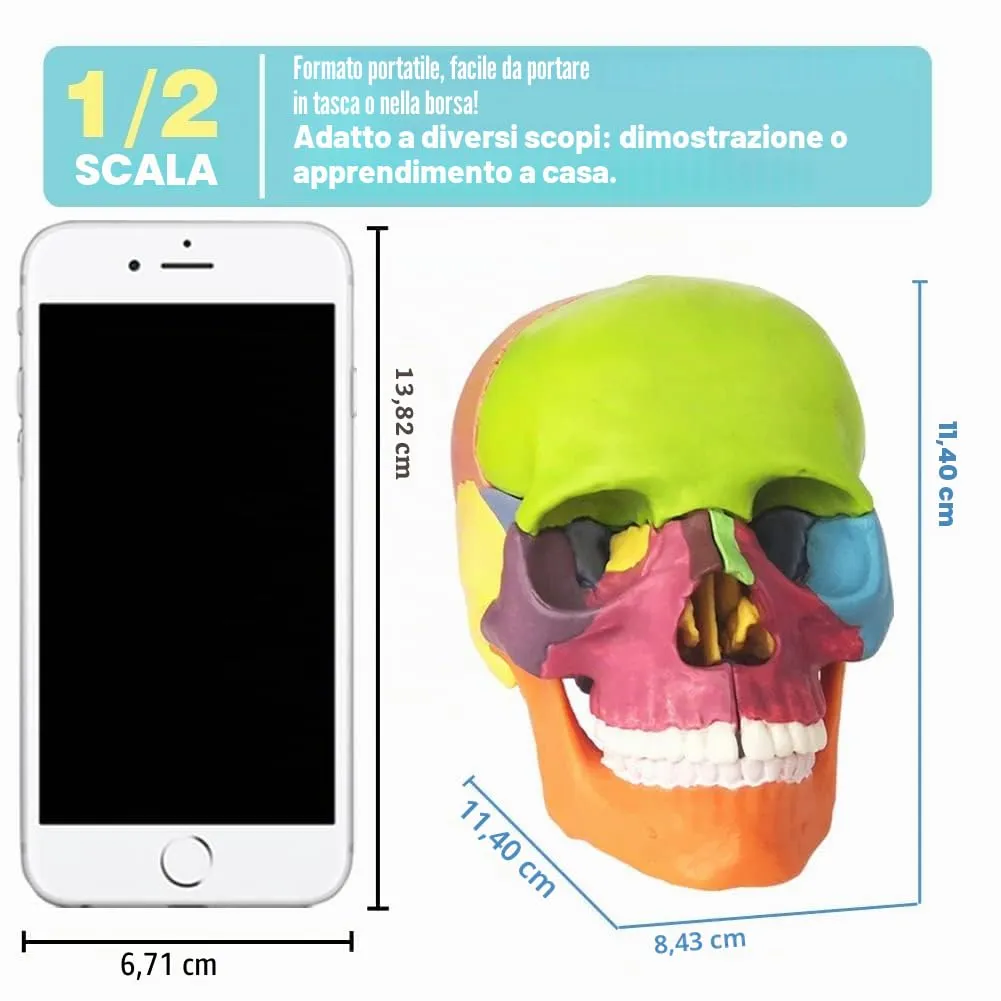 EVOTECH SCIENTIFIC Modello di Scheletro Umano 170cm con Modello di Cranio Colorato - immagine 5