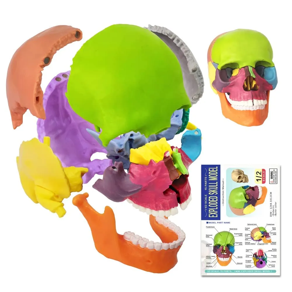 EVOTECH SCIENTIFIC Modello di Scheletro Umano 170cm con Modello di Cranio Colorato - immagine 6