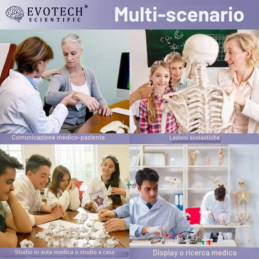 EVOTECH SCIENTIFIC Modello di Scheletro Umano 170cm con Modello di Cranio Colorato - immagine 7
