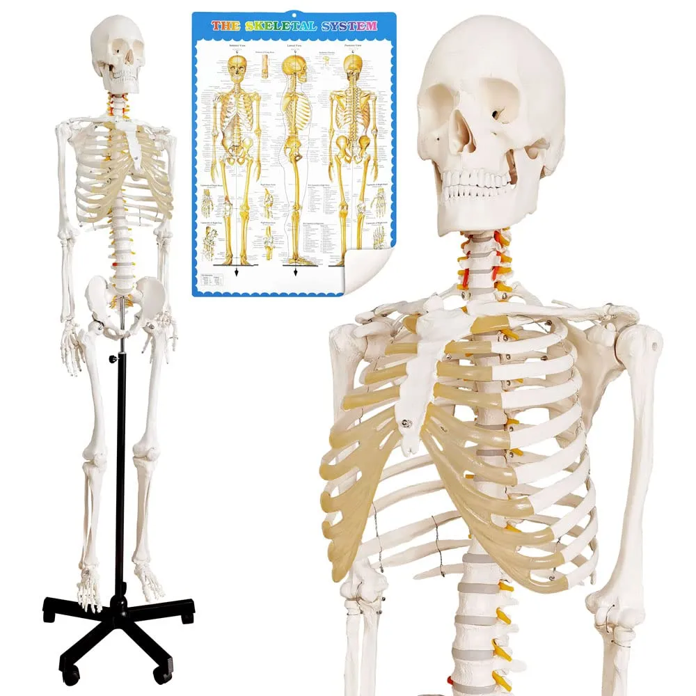 EVOTECH SCIENTIFIC Modello di Scheletro Umano, 170cm, Scala 1:1 - immagine 1
