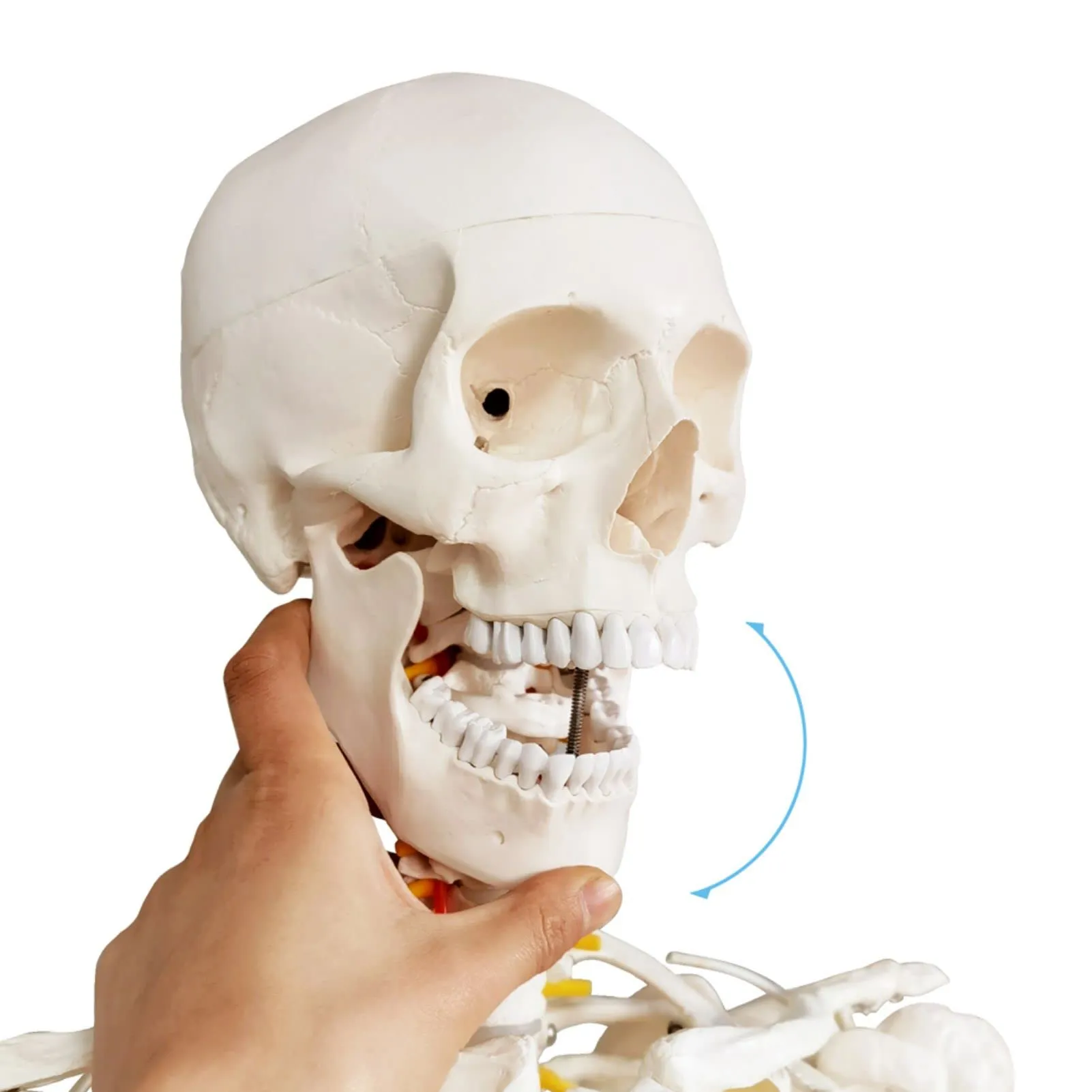 EVOTECH SCIENTIFIC Modello di Scheletro Umano, 170cm, Scala 1:1 - immagine 3
