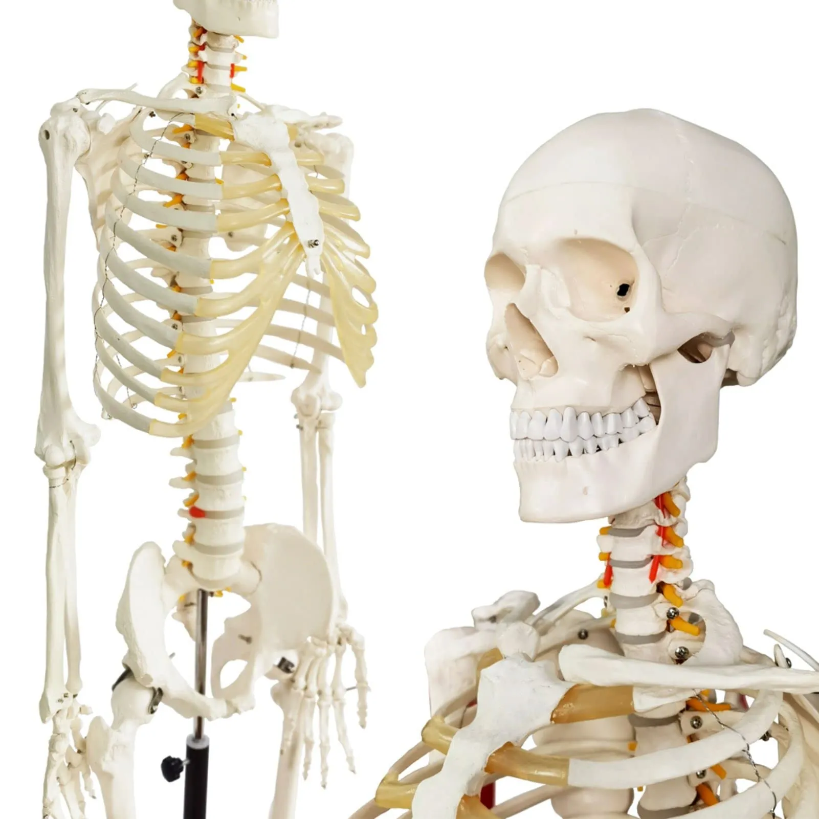 EVOTECH SCIENTIFIC Modello di Scheletro Umano, 170cm, Scala 1:1 - immagine 4