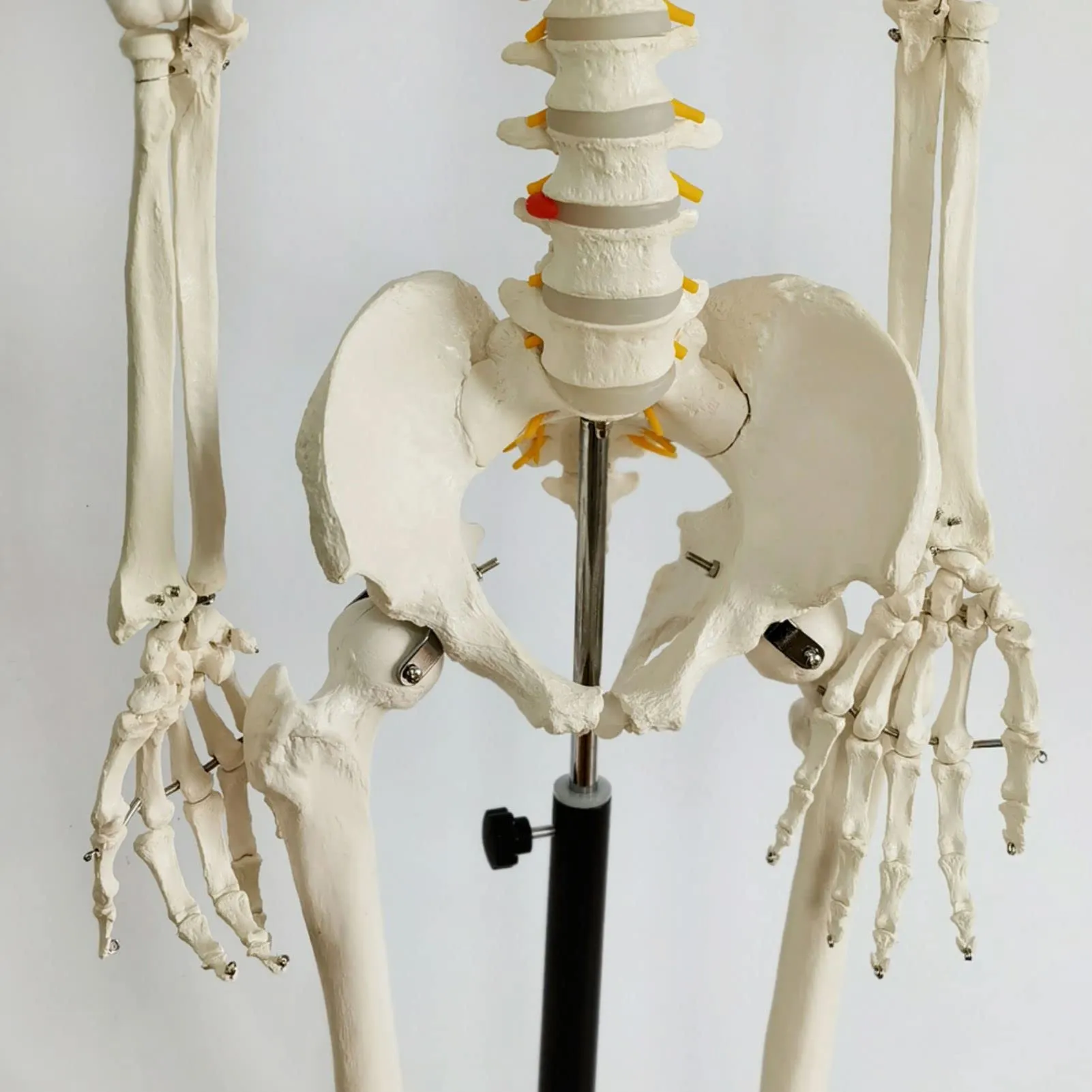 EVOTECH SCIENTIFIC Modello di Scheletro Umano, 170cm, Scala 1:1 - immagine 5