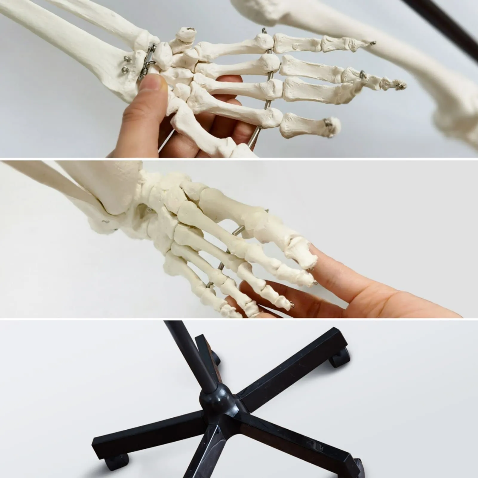 EVOTECH SCIENTIFIC Modello di Scheletro Umano, 170cm, Scala 1:1 - immagine 6
