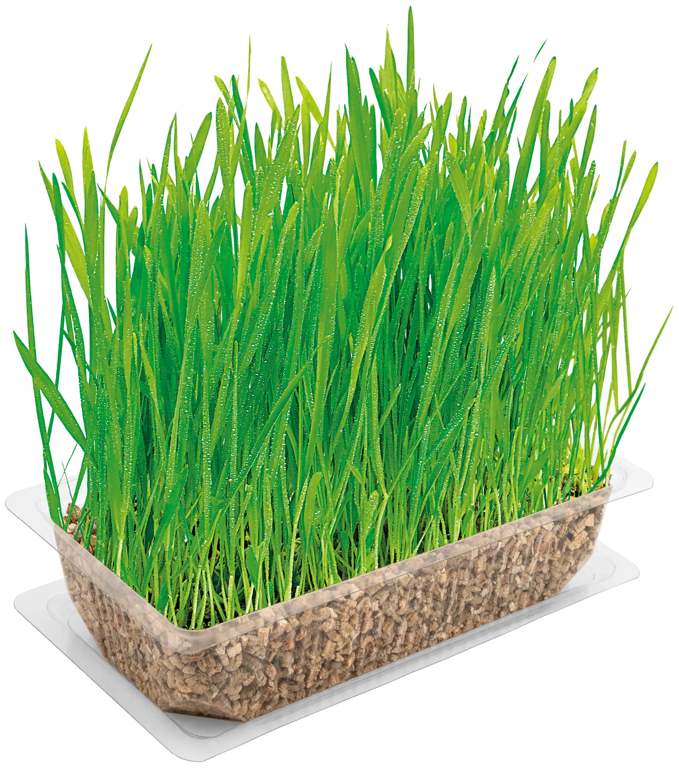 Vitakraft Cat Grass, Miscela di Semi Erba Gatta con Vitamine e Minerali, 120g - immagine 4