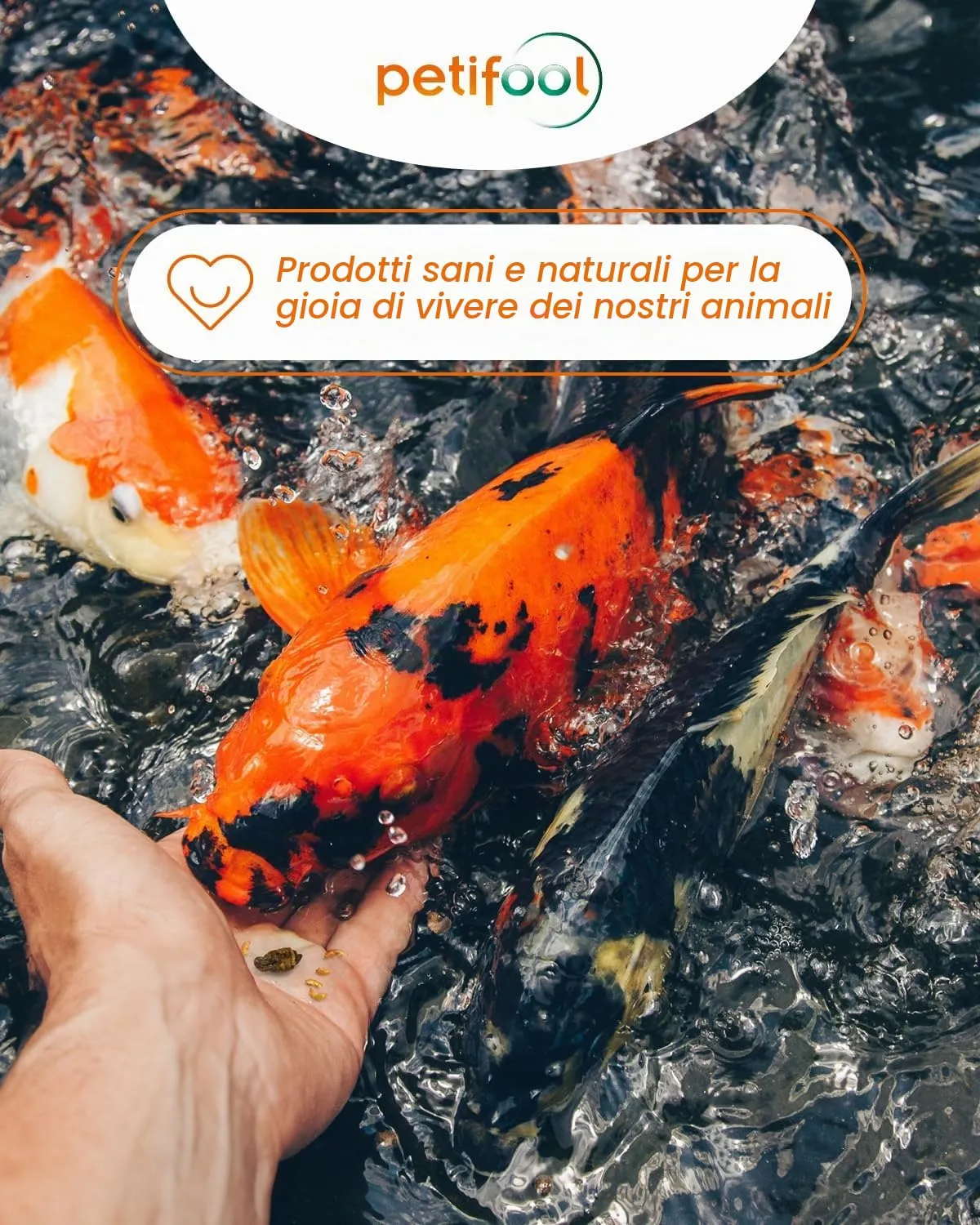 Petifool Koi Exquisit, 1 kg - immagine 5