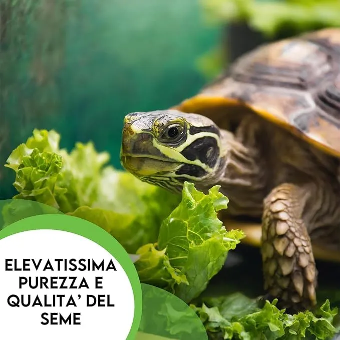 ZOMA Mix Semi per Tartarughe di Terra, 6 Erbe con Tarassaco, Trifoglio e Lattuga (2 Buste da 15 gr) - immagine 2