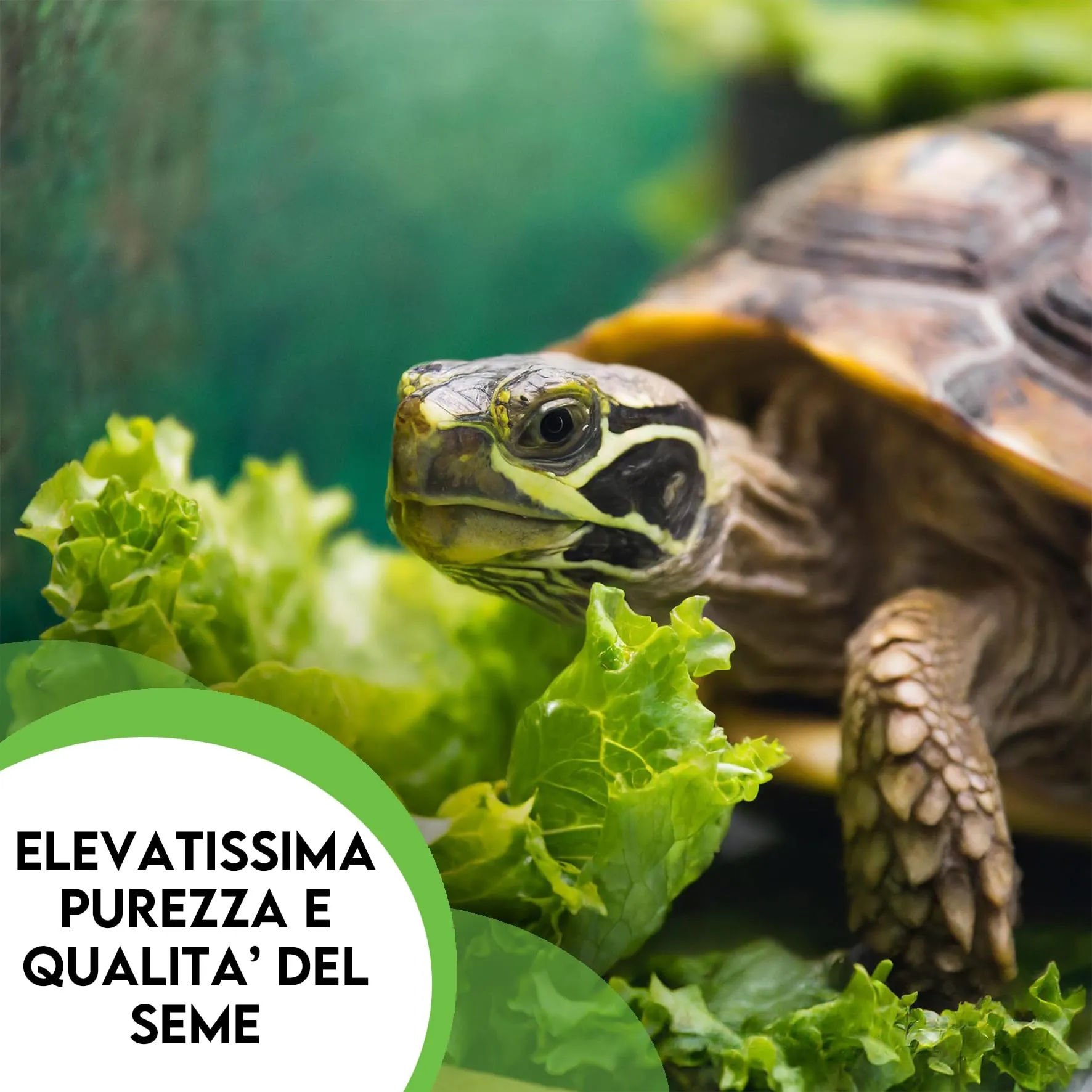 ZOMA Mix Semi per Tartarughe di Terra, 6 Erbe con Tarassaco Trifoglio e Lattuga, 15 g - immagine 2