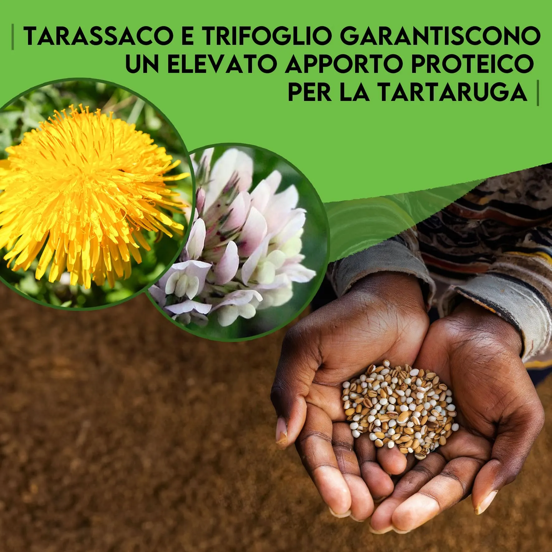 ZOMA Mix Semi per Tartarughe di Terra, 6 Erbe con Tarassaco Trifoglio e Lattuga, 15 g - immagine 4