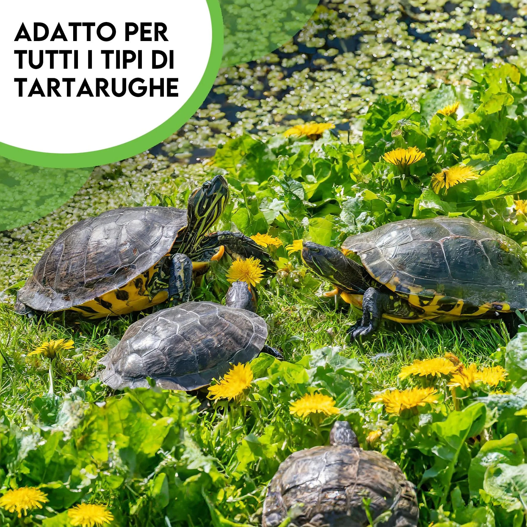 ZOMA Mix Semi per Tartarughe di Terra, 6 Erbe con Tarassaco Trifoglio e Lattuga, 15 g - immagine 5