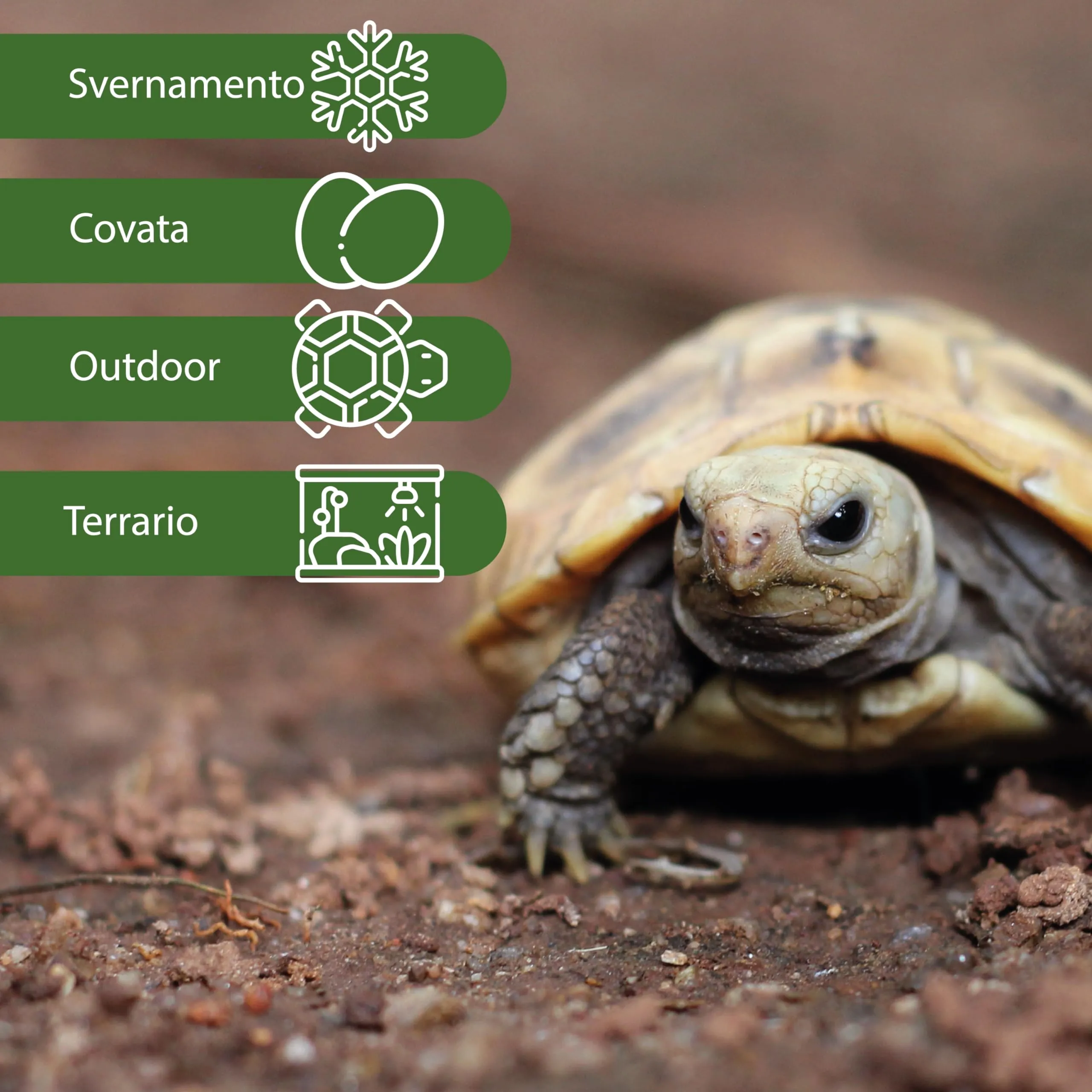 AGRI-CULTURA Terra per Tartarughe da Terra, Substrato per Terrario, 2 x 20 L - immagine 3