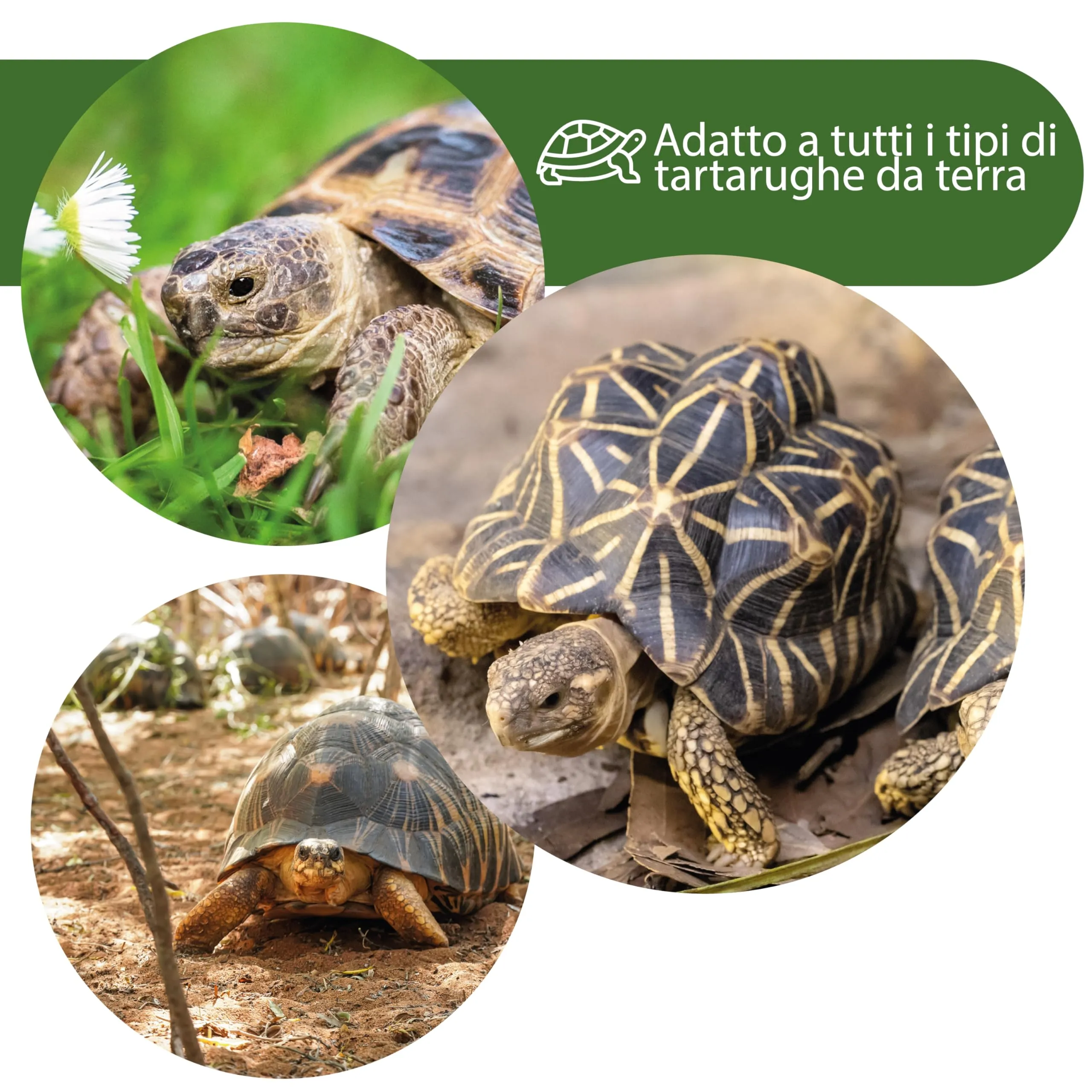 AGRI-CULTURA Terra per Tartarughe da Terra, Substrato per Terrario, 2 x 20 L - immagine 4