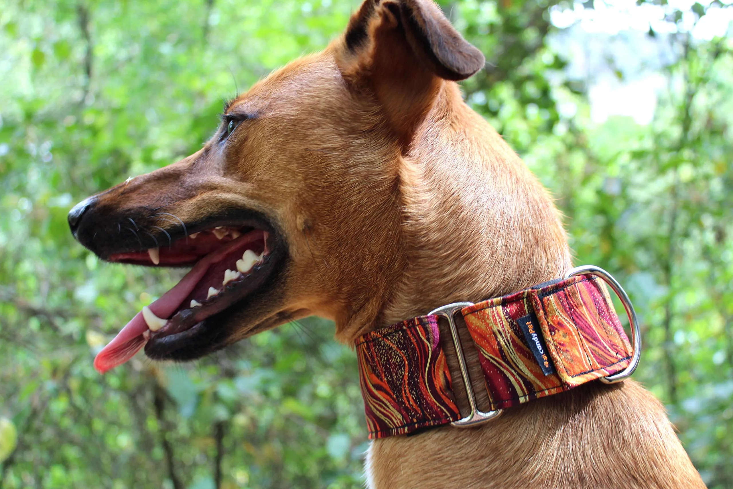 candyPet Martingale Dog Collar - Special Width, New Waves - immagine 2