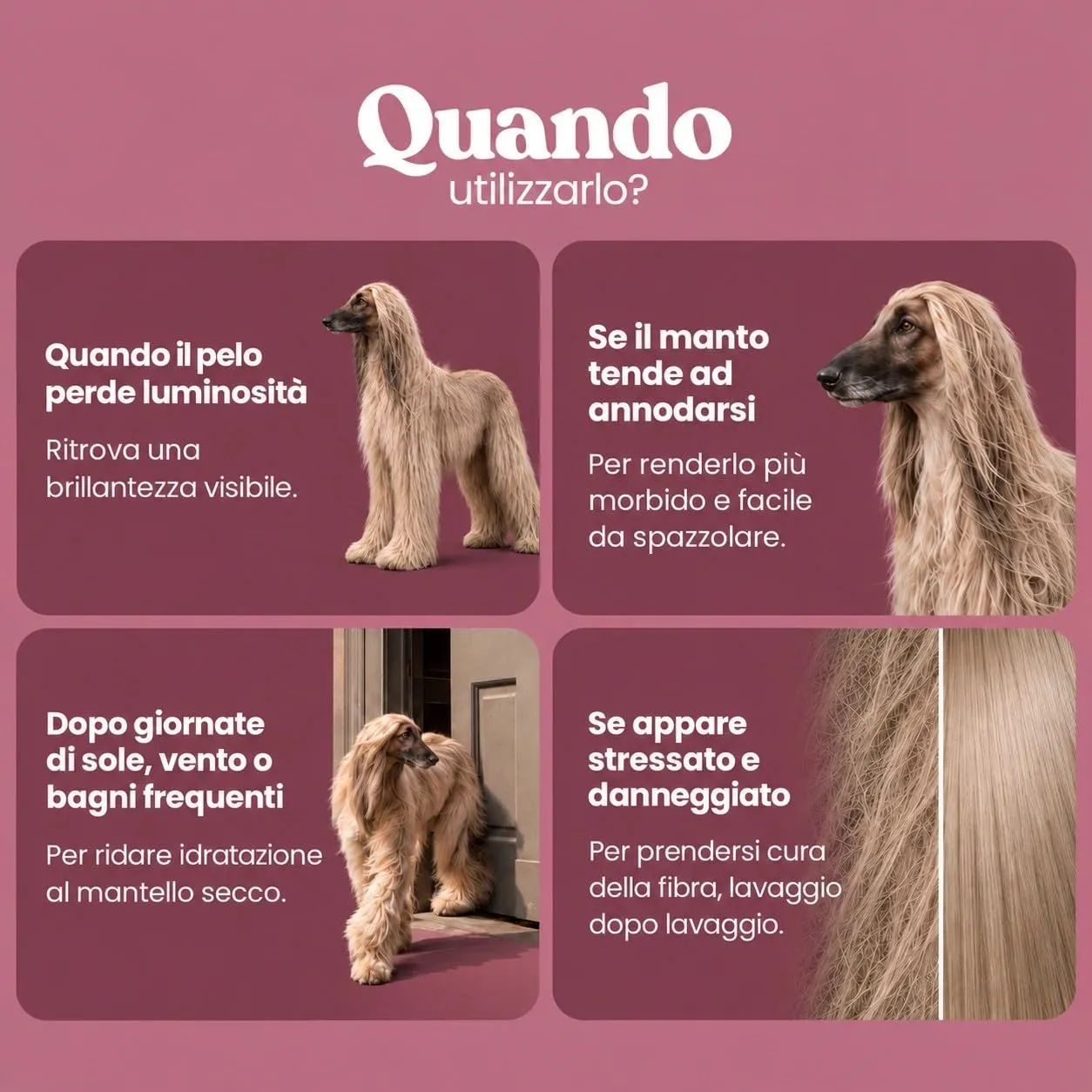 Bau Shampoo Ristrutturante Cane con Estratti di Albicocca e Noce, 250ml - immagine 2