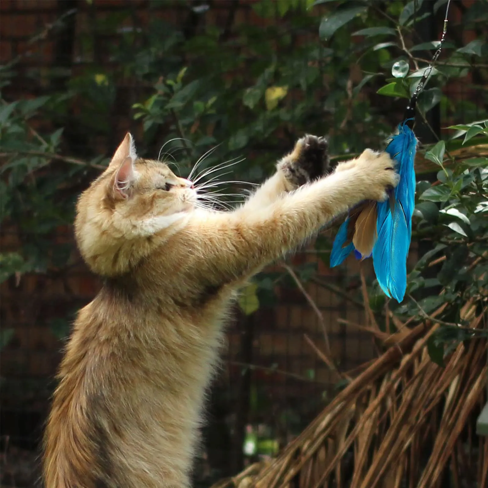 onebarleycorn Giochi con Piume per Gatto, Set da 9 Pezzi con Bacchetta Interattiva Retrattabile e 8 Ricariche - immagine 3