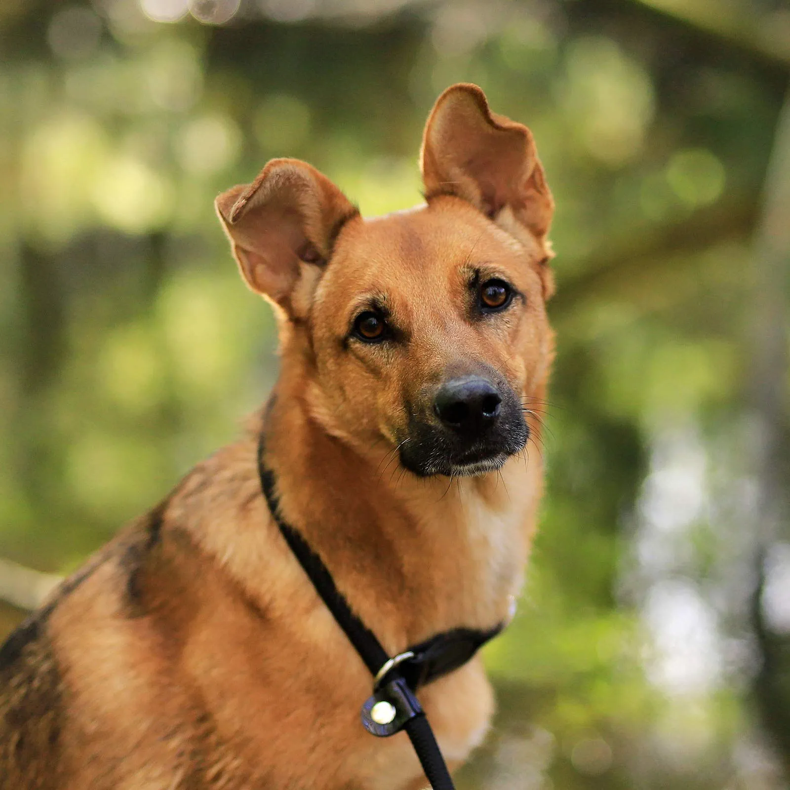 lionto Collare Retriever per cani, 65 cm, Nero - immagine 3