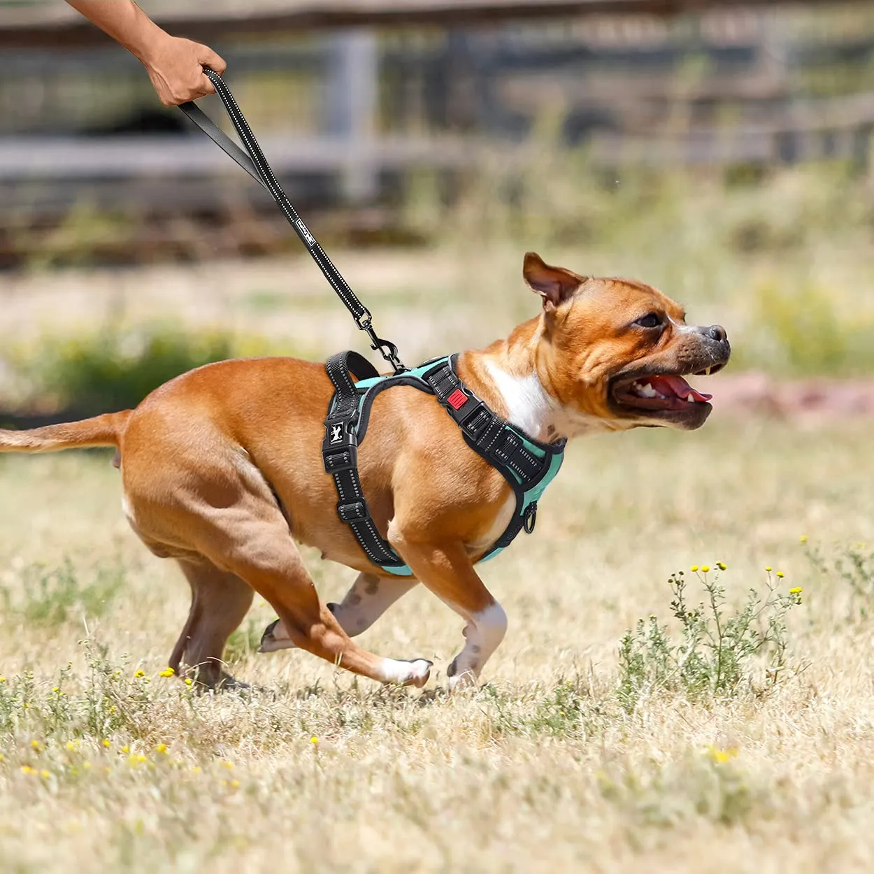 PoyPet Imbracatura per cani anti-trazione riflettente con impugnatura, taglia M, Blu menta - immagine 5