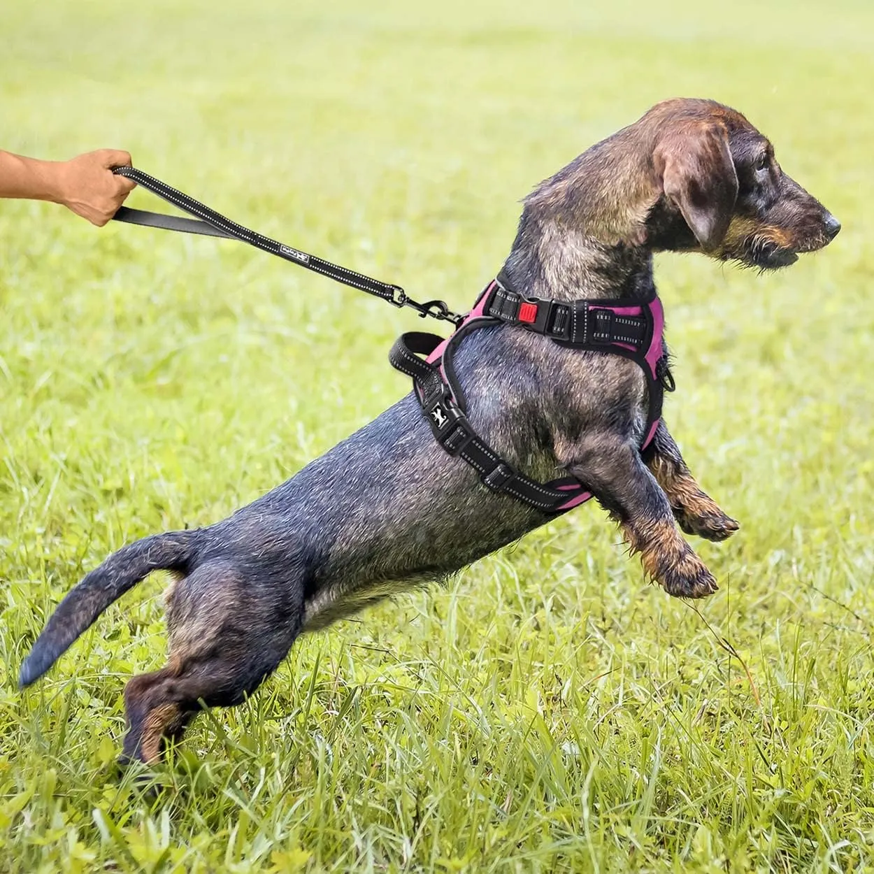 PoyPet Pettorina anti-trazione per cani riflettente con impugnatura, Rosa, XL - immagine 7