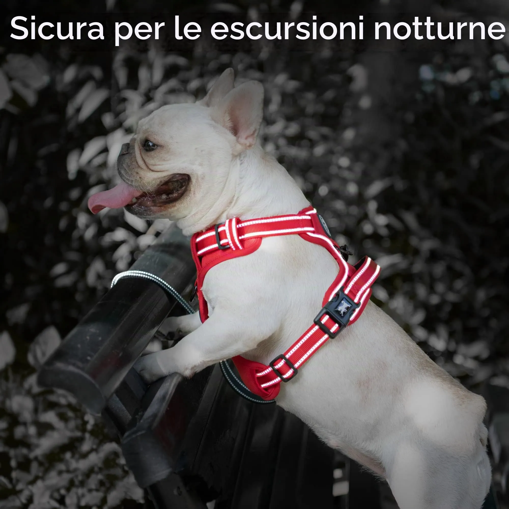PoyPet Pettorina per cani senza trazione, riflettente, regolabile e imbottita con impugnatura di controllo, XS, Bordo rosso - immagine 7