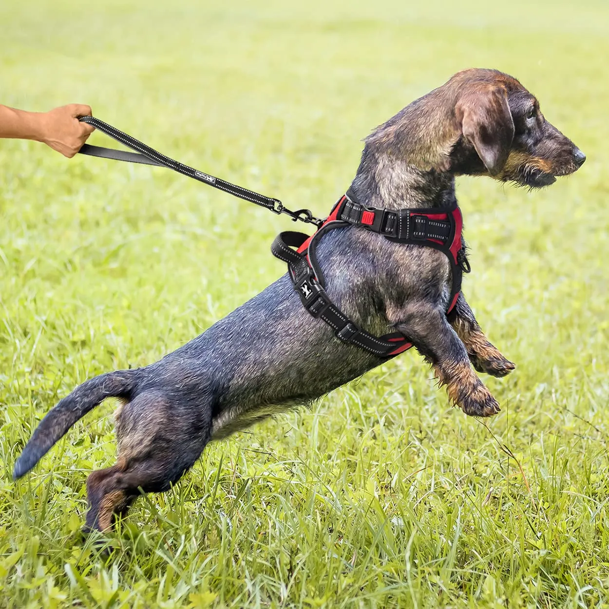 PoyPet Pettorina per cani senza tirare, riflettente, regolabile e imbottita con impugnatura Easy Control, Rosso, XS - immagine 7