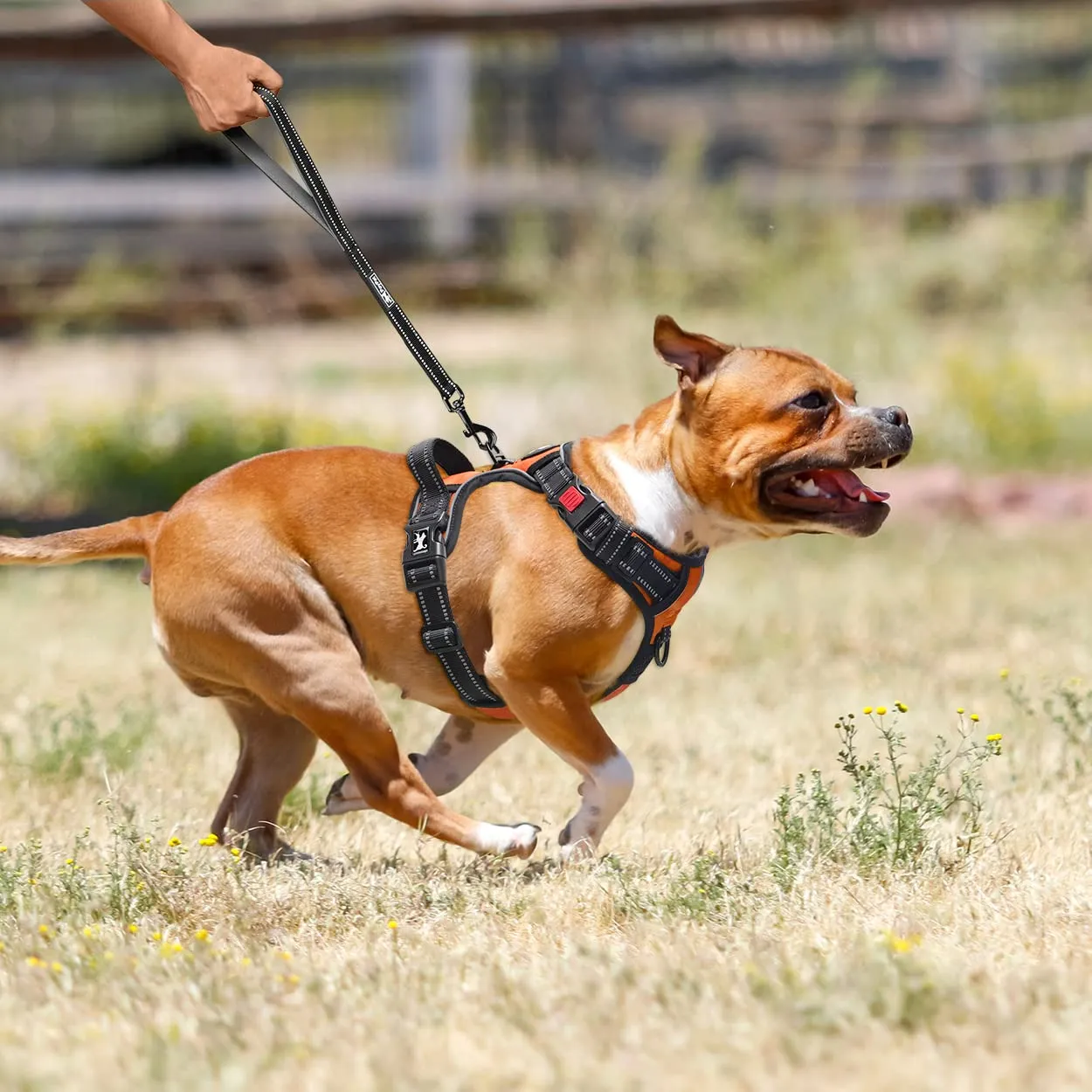 PoyPet Imbracatura per cani anti-trazione riflettente, Taglia M, Arancione - immagine 5