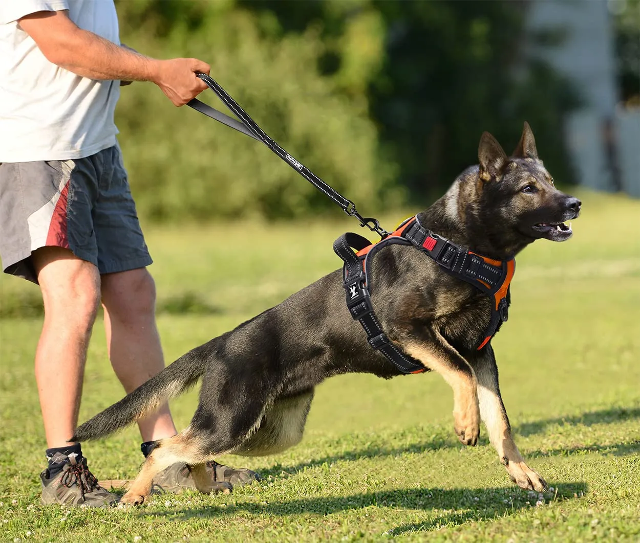 PoyPet Imbracatura Antiriflesso per Cani con Controllo Anteriore, Arancione, L - immagine 5