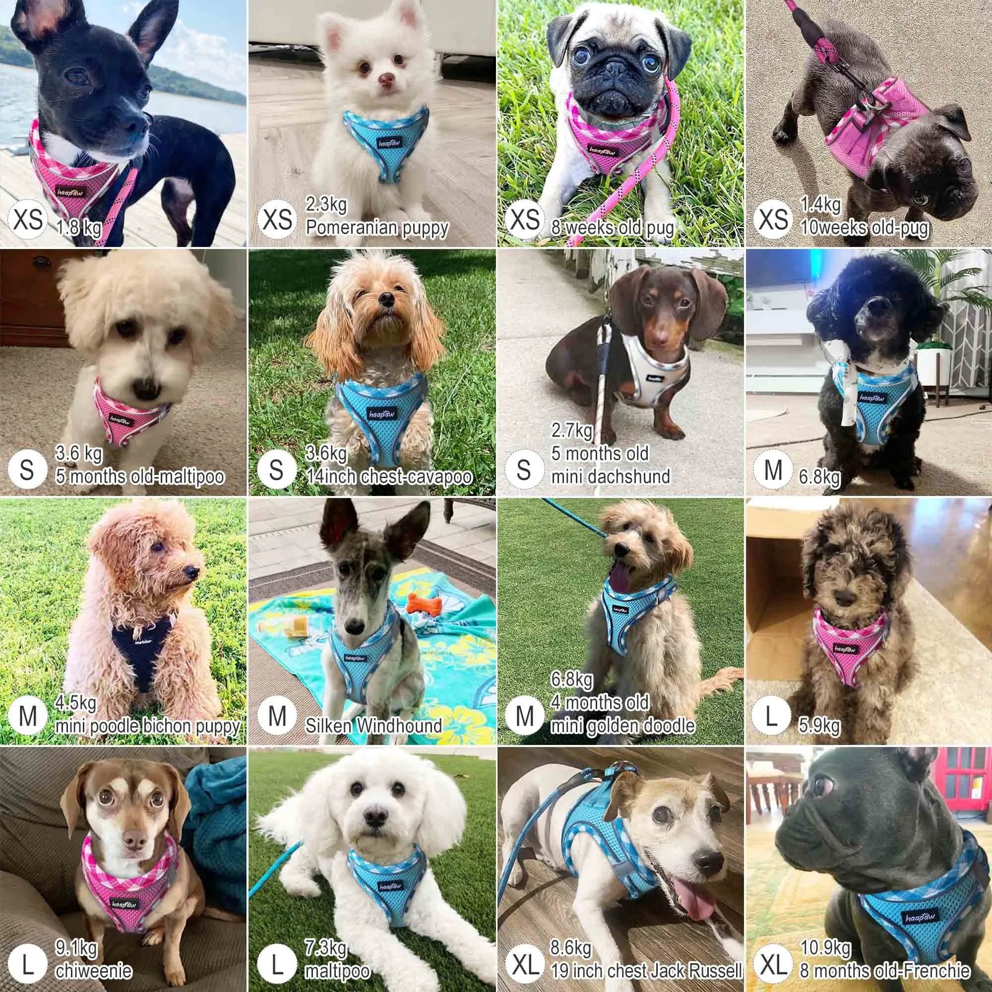 haapaw Pettorina e guinzaglio per cani, Step-in, riflettente, imbottita, turchese, S - immagine 6