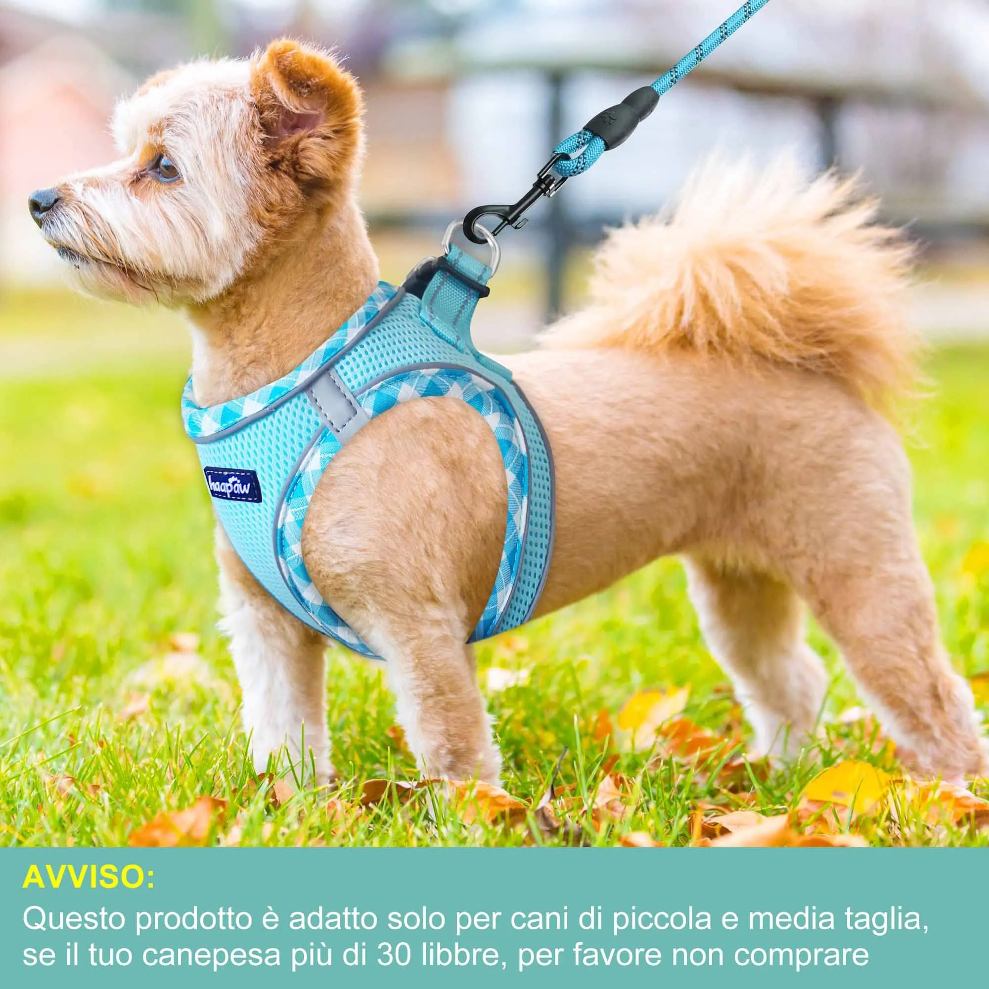 haapaw Pettorina e guinzaglio per cani, senza tirare, riflettente, Step-in, imbottita, turchese, M - immagine 4