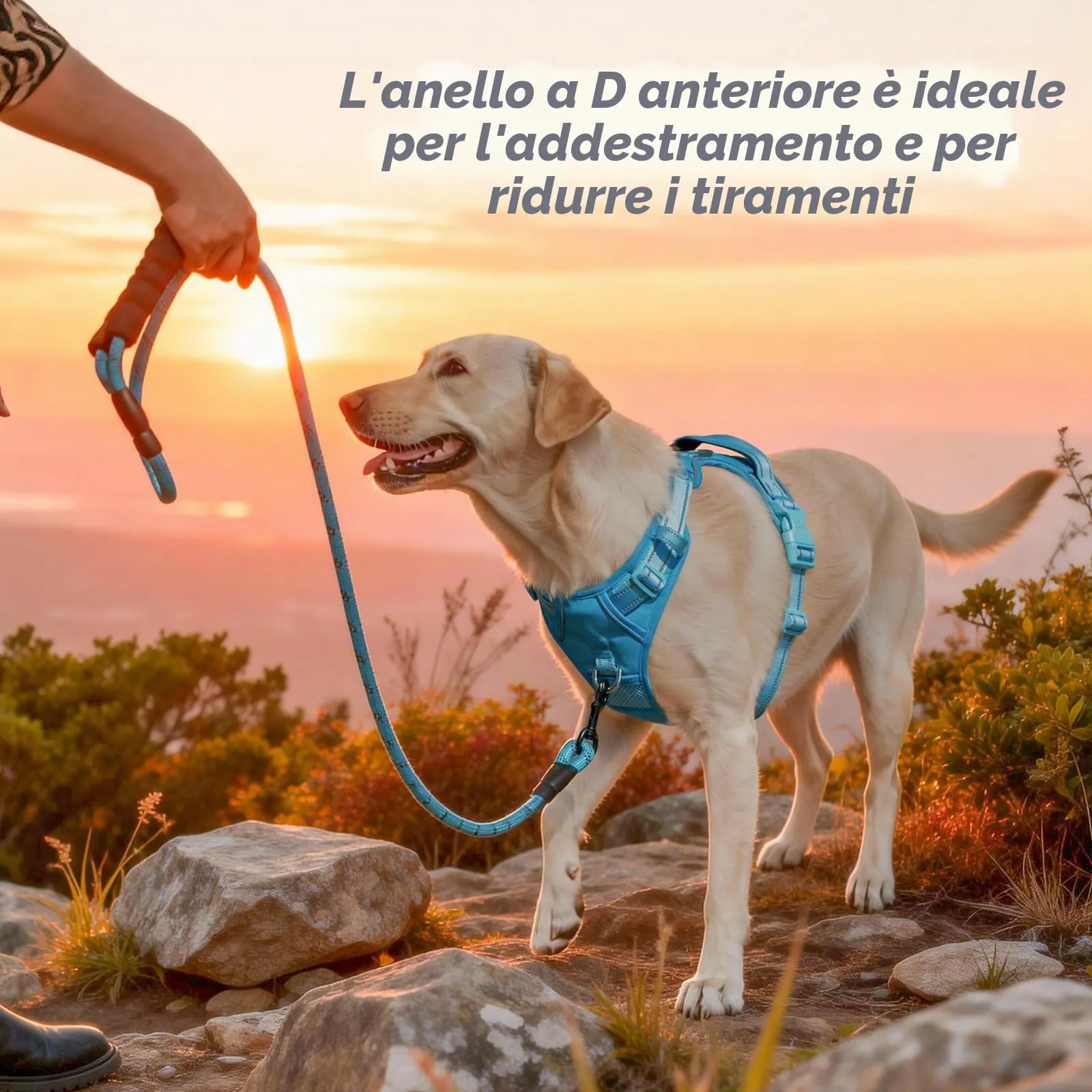 PoyPet Imbracatura per cani anti-trazione riflettente regolabile con manico, cielo blu, XS - immagine 4