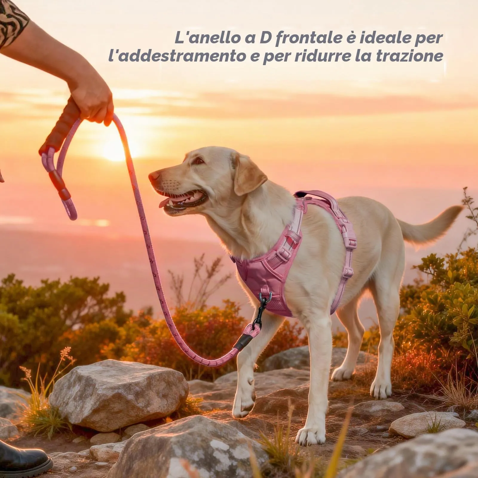PoyPet Pettorina Riflettente Anti-trazione per Cani con Manico Easy Control, Rosa, M - immagine 5