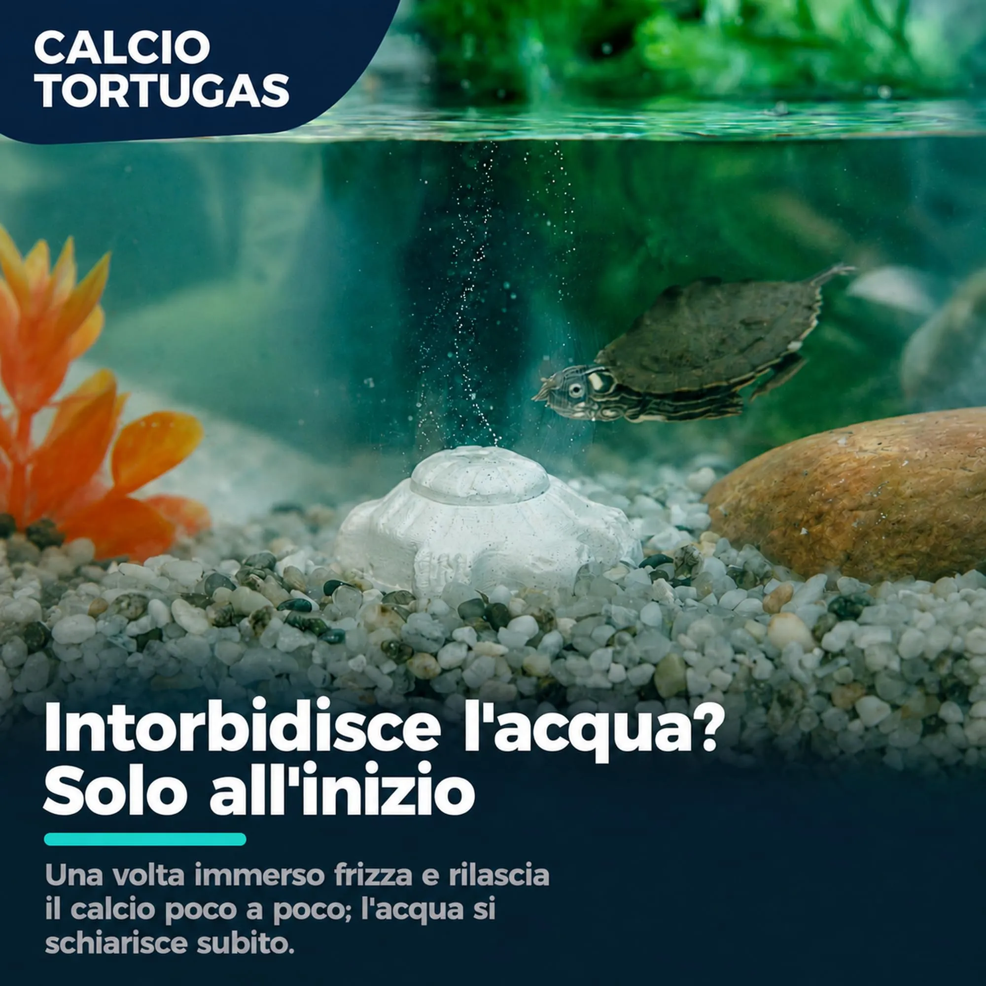 Alejandro Fuentes AF Calcio per Tartarughe di Terra e Acqua, Blocco Minerale a Rilascio Lento, Confezione da 4 Pezzi - immagine 3